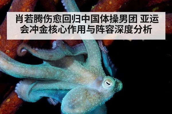 肖若腾伤愈回归中国体操男团 亚运会冲金核心作用与阵容深度分析